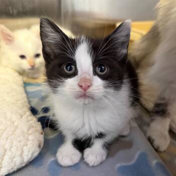 Domestic Short Hair Cats Available for Adoption - Caddy | PetCurious