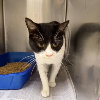 Domestic Short Hair Cats Available for Adoption - Romanian Deadlift (32) | PetCurious