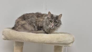 Rescue Domestic Medium Hair Cats for Adoption in South Bend, Indiana - Silvia | PetCurious