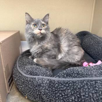 Twig -  Domestic Long Hair Cat for Adoption in Mankato, Minnesota - Twig | PetCurious