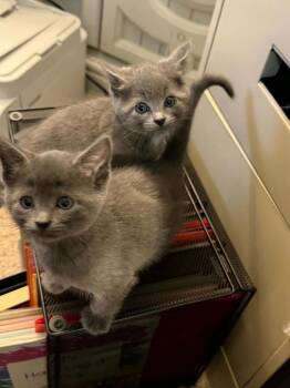 Rupert -  Domestic Short Hair Cat for Adoption in Minneapolis, Minnesota - Rupert | PetCurious