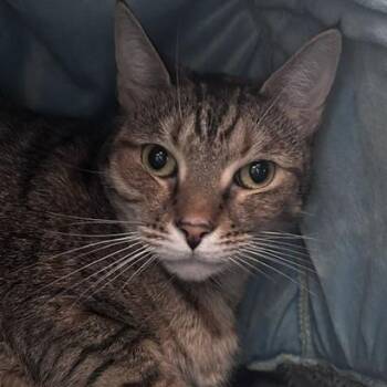 Sandy -  Domestic Short Hair Cat for Adoption in Stafford, Virginia - Sandy | PetCurious