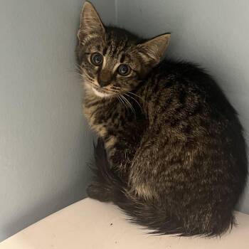 Green Bean -  Domestic Short Hair Cat for Adoption in Chattanooga, Tennessee - Green Bean | PetCurious