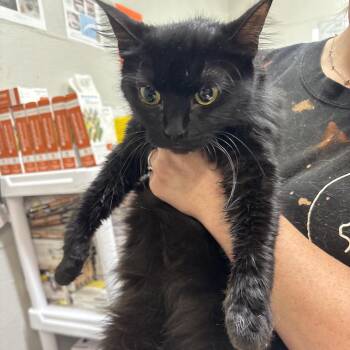 Sabrina -  Domestic Short Hair Cat for Adoption in Clanton, Alabama - Sabrina | PetCurious