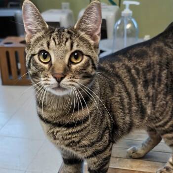 Domestic Short Hair Cats Available for Adoption in West Jefferson, Ohio - Squirrel- Best Friends With Dimple | PetCurious