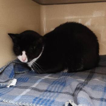Rescue Tuxedo and Domestic Short Hair Cats for Adoption in Clarksville, Virginia - Milos | PetCurious
