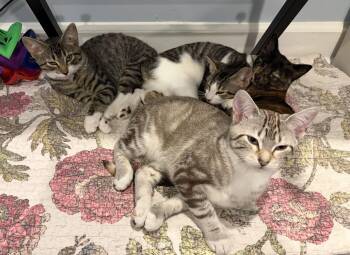 American Bobtail Cats Available for Adoption in Herndon, Virginia - Perseus | PetCurious
