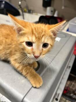 Major -  Domestic Short Hair Cat for Adoption in Hopkinsville, Kentucky - Major | PetCurious