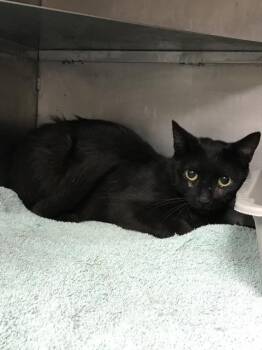 Rescue Domestic Medium Hair Cats for Adoption in Conroe, Texas - A415989 | PetCurious