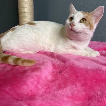 Rescue Domestic Short Hair Cats for Adoption in Newton, Illinois - Jinny | PetCurious