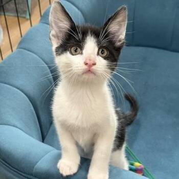 Rescue Domestic Short Hair Cats for Adoption in Los Angeles, California - Thunderbird | PetCurious