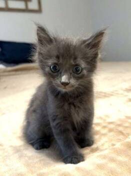 BunBun -  Domestic Short Hair Cat for Adoption in Wilmington Island, Georgia - BunBun | PetCurious
