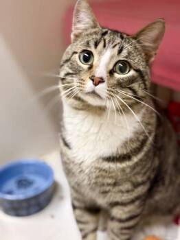 Domestic Short Hair Cats Available for Adoption in Downers Grove, Illinois - Maltball | PetCurious