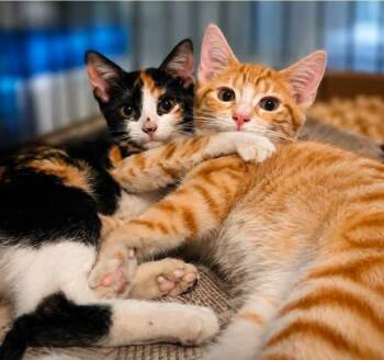 Moxie -  Calico Cat for Adoption in El Dorado, Arkansas - Moxie | PetCurious