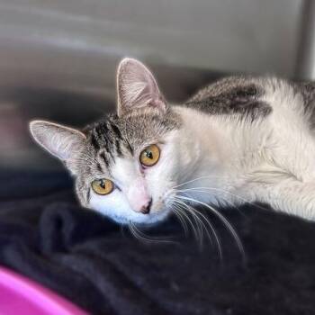 Domestic Short Hair Cats Available for Adoption in Davenport, Iowa - Benson Stenson | PetCurious