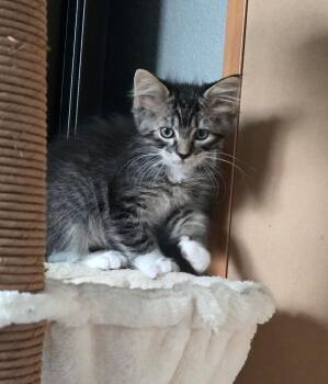 Johnny -  Domestic Medium Hair Cat for Adoption in Parker, Colorado - Johnny | PetCurious