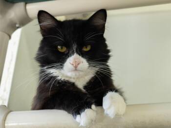 Sylvester -  Tuxedo and Domestic Medium Hair Cat for Adoption in Republic, Washington - Sylvester | PetCurious