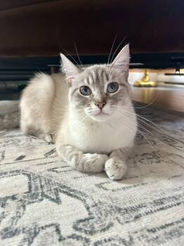 Phoebe -  Domestic Short Hair Cat for Adoption in Wakefield, Quebec - Phoebe | PetCurious