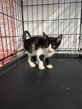 Frito -  Domestic Short Hair Cat for Adoption in Metter, Georgia - Frito | PetCurious