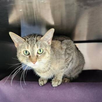 Amie -  American Shorthair Cat for Adoption in Walker, Michigan - Amie | PetCurious