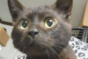 Labubu -  Domestic Short Hair Cat Available for Adoption in Waverly, New York - Labubu | PetCurious
