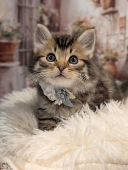 Domestic Medium Hair Cats Available for Adoption in Fremont, California - Milan | PetCurious