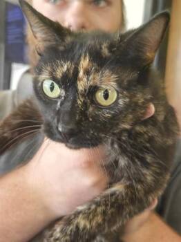 HAZEL -  Domestic Short Hair Cat for Adoption in Casper, Wyoming - HAZEL | PetCurious