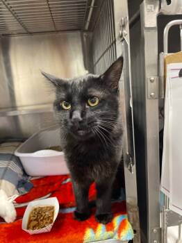 Rescue Domestic Medium Hair Cats for Adoption in Pomona, New York - Jethro | PetCurious
