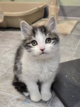 Domestic Short Hair Cats Available for Adoption in Minneapolis, Minnesota - Bennie | PetCurious