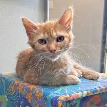 Acorn -  Domestic Medium Hair Cat for Adoption in Hailey, Idaho - Acorn | PetCurious