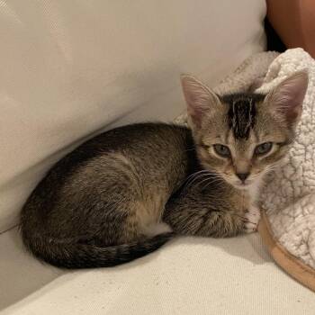 Charlie -  Domestic Short Hair Cat for Adoption in Beaufort, South Carolina - Charlie | PetCurious