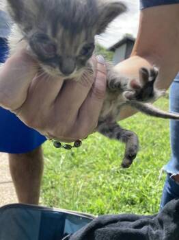 KITTEN 3 -  Domestic Short Hair Cat for Adoption in Dallas, Texas - KITTEN 3 | PetCurious