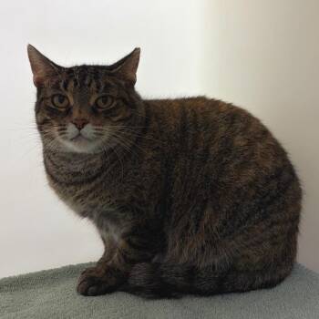 Jude -  Domestic Short Hair Cat for Adoption in Harrisonburg, Virginia - Jude | PetCurious