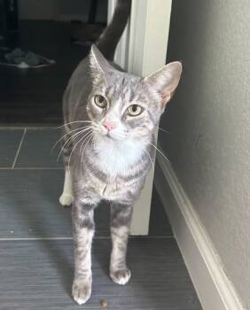 Rescue Domestic Short Hair Cats for Adoption in Fort Worth, Texas - Tally | PetCurious