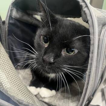 Domestic Short Hair Cats Available for Adoption - Salem | PetCurious