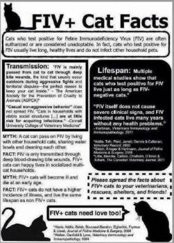 Domestic Short Hair Cats Available for Adoption - Clarabelle *FIV+* | PetCurious