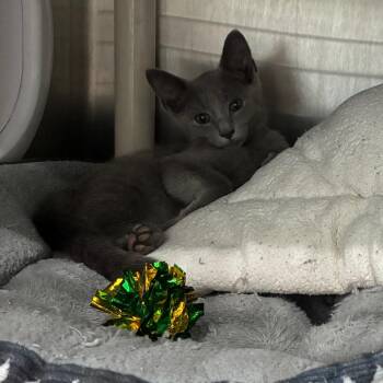 Christopher Clawford -  Domestic Short Hair Cat for Adoption in Richmond Hill, Georgia - Christopher Clawford | PetCurious