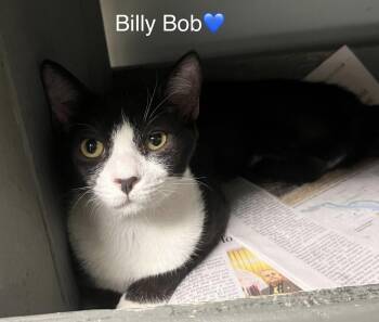 Rescue Tuxedo and Domestic Short Hair Cats for Adoption in Peachtree City, Georgia - Billy Bob | PetCurious