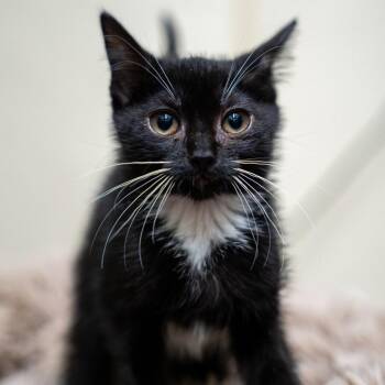 Caroline -  Domestic Short Hair Cat Available for Adoption in Gainesville, Georgia - Caroline | PetCurious