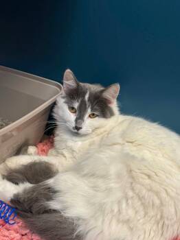 Eliza -  Domestic Short Hair Cat for Adoption in Grand Forks, North Dakota - Eliza | PetCurious