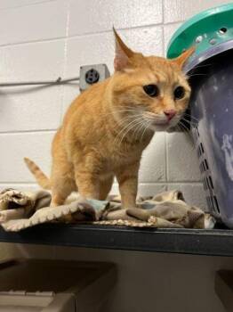 Domestic Short Hair Cats Available for Adoption in Spruce Pine, North Carolina - Puff Pastry | PetCurious