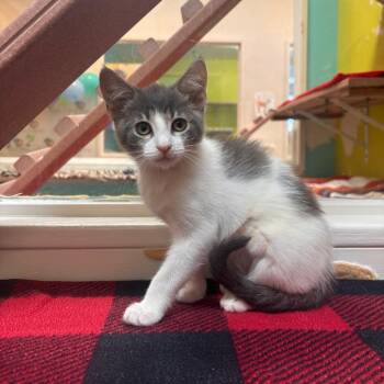 BooBoo -  Domestic Short Hair Cat for Adoption in Fresno, California - BooBoo | PetCurious