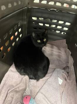 Buddy -  Domestic Short Hair Cat for Adoption in West Mifflin, Pennsylvania - Buddy | PetCurious
