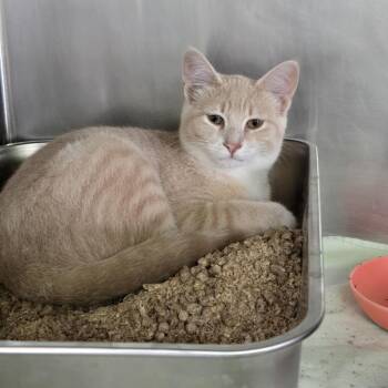 Garnet 26-275 -  Domestic Short Hair Cat for Adoption in Tawas City, Michigan - Garnet 26-275 | PetCurious
