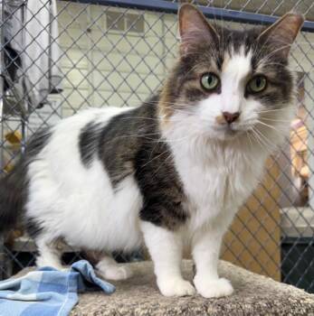 Finnegan -  Domestic Long Hair Cat for Adoption in Lagrange, Indiana - Finnegan | PetCurious