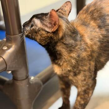 Domestic Short Hair Cats Available for Adoption - Honeybun | PetCurious