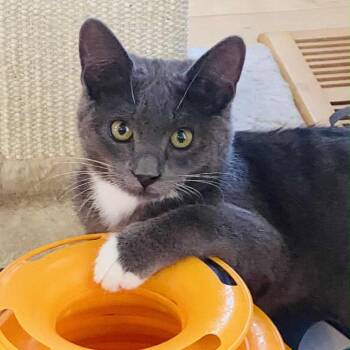 Rescue Domestic Short Hair Cats for Adoption in Nampa, Idaho - Thunder | PetCurious