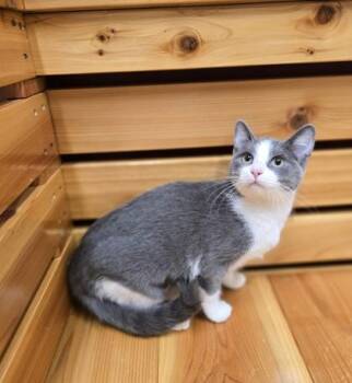 Rescue Domestic Short Hair Cats for Adoption in Woodstock, Illinois - June | PetCurious