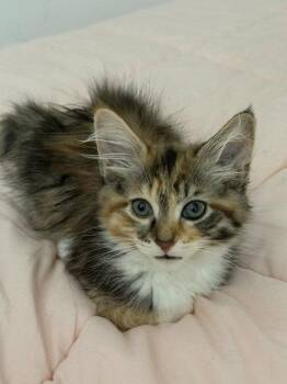 Chiffon & Taffeta - bonded sisters in foster -  Domestic Medium Hair Cat for Adoption in Alexandria, Virginia - Chiffon & Taffeta - Bonded Sisters In Foster | PetCurious