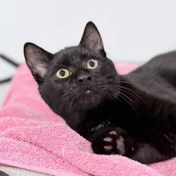 Domestic Short Hair Cats Available for Adoption - Moglin | PetCurious